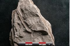 Foto (Detailansicht) von Dictyopteris brongniarti Gutb. (NHMW-GEO-2024-0188-10765)